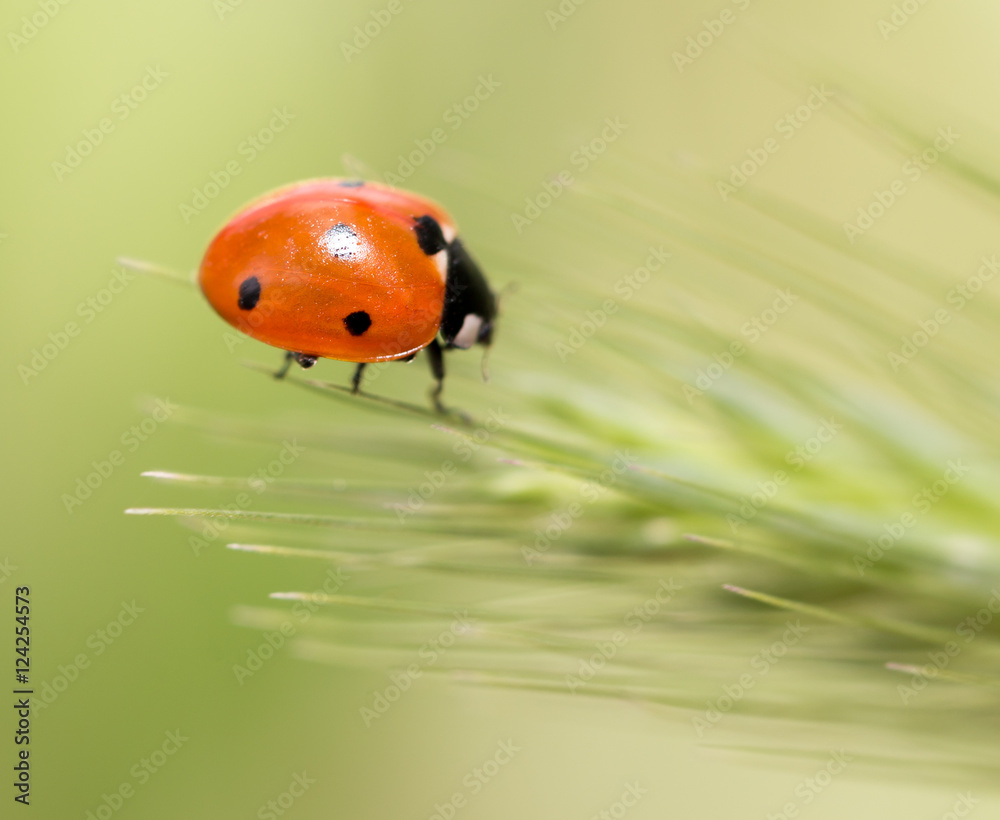 Obraz premium ladybird on nature. macro