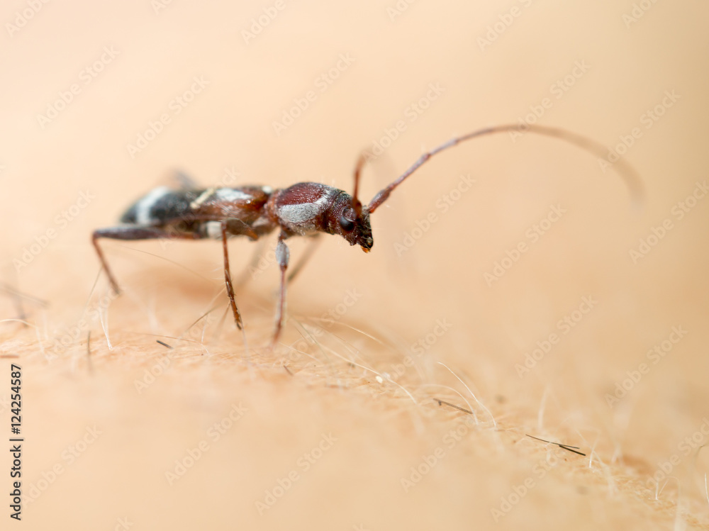 small beetle bark beetle. macro small beetle bark beetle. macro