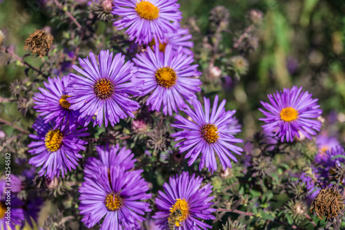 flowers close up