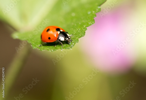 ladybird on nature. macro © schankz