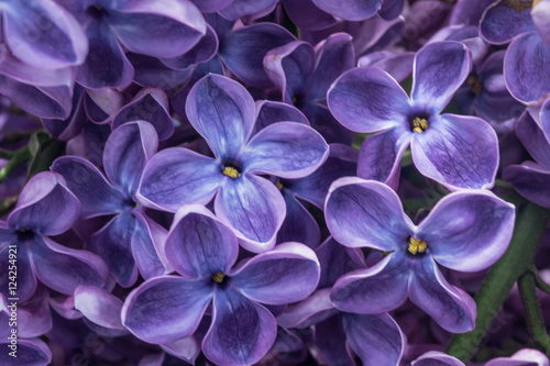 Fotografie Blooming lilacs