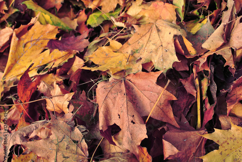 Autumn dead dry leaves background. Fall in park. Abstract autumn background. Selective focus