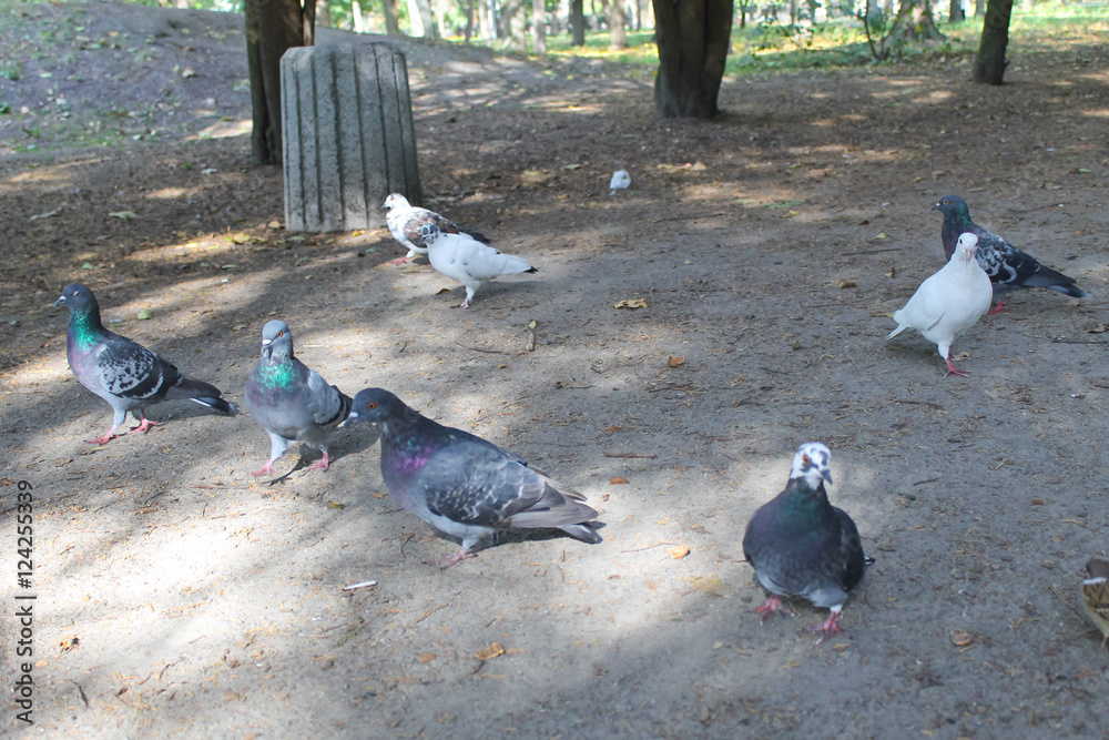 Fototapeta premium Doves in a city park