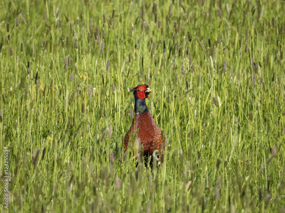 Fototapeta premium Fasan