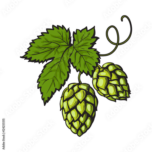 Green hop plant, sketch style vector illustration isolated on white background. Realistic hand drawn ripe green hop cones, beer brewing ingredient photo