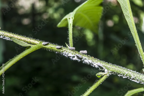 Pests on the plant photo