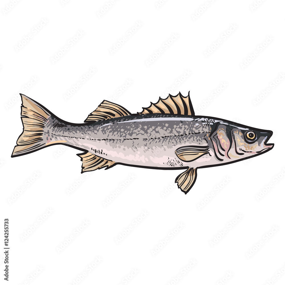 Hand drawn seabass, sketch style vector illustration isolated on white background. Colorful realistic drawing of a seabass, edible marine fish