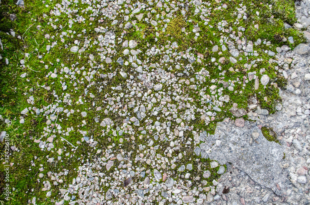Fototapeta premium Green Moss on wall / Concrete Wall with Texture Scars and Moss Green Algae , Texture Background, Horizontal / Moss growing on the concrete floor / Old concrete covered with moss background