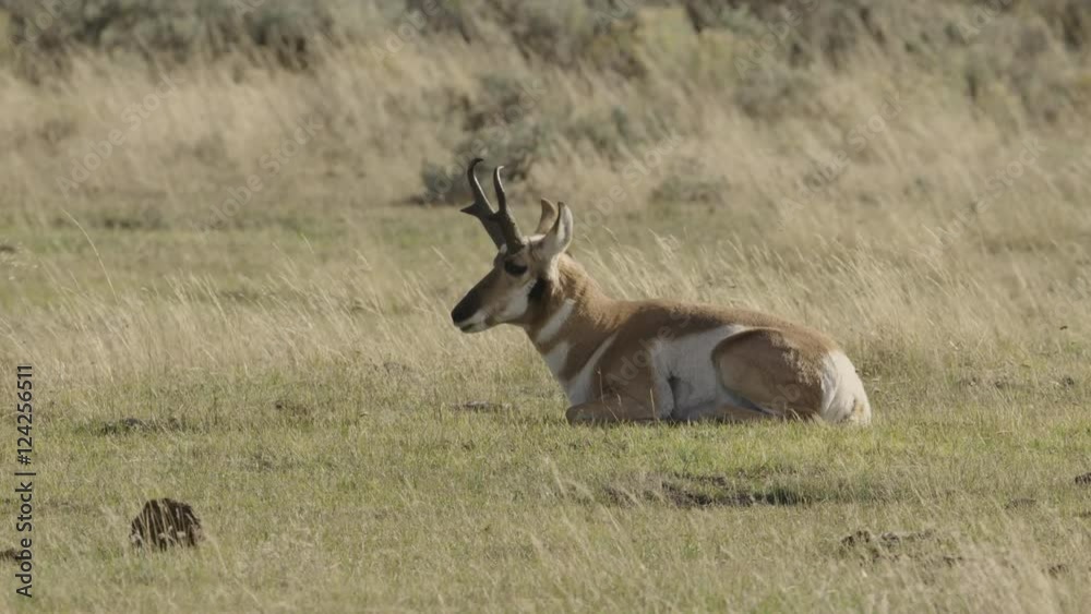 Pronghorn lying on grassy field Pronghorn lying on grassy field
