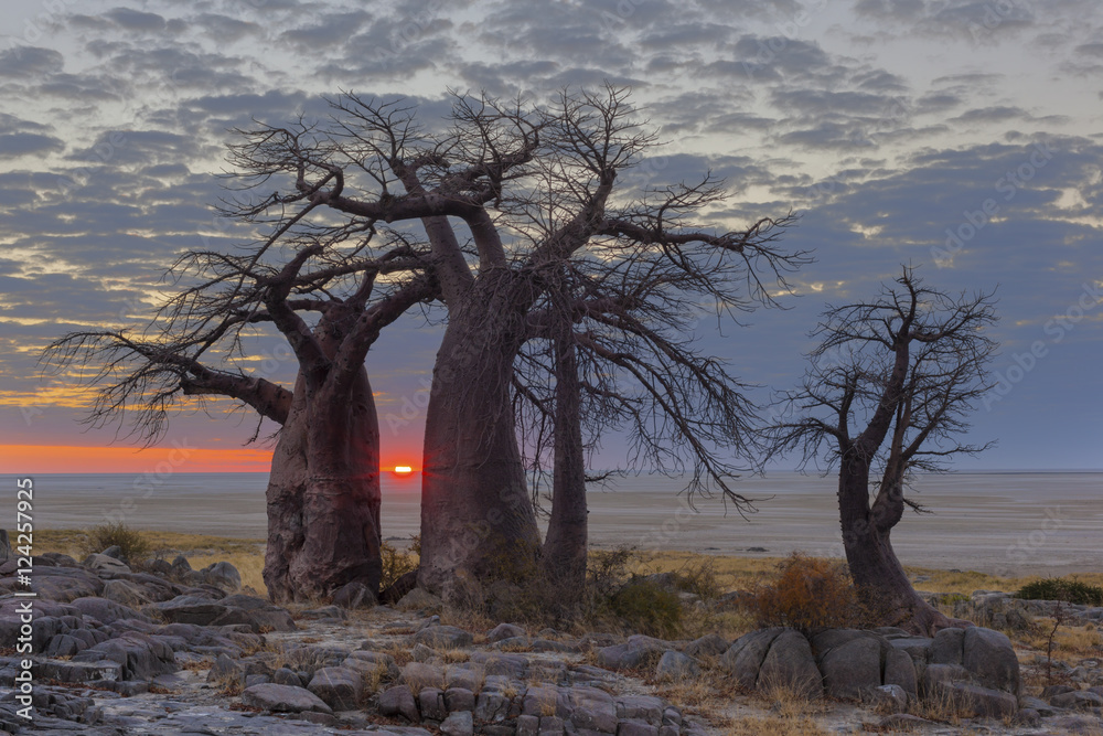 Fototapeta premium Sunrise at the baobabs