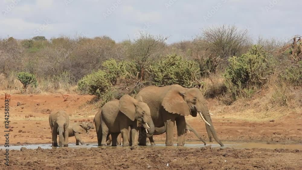 African Elephant herd drinking at river African Elephant herd drinking at river
