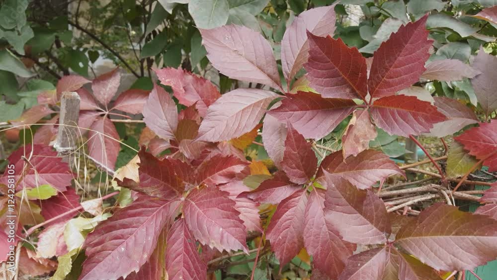 Beautiful autumn leaves macro shot. Autumn colors. Beautiful autumn leaves macro shot. Autumn colors.