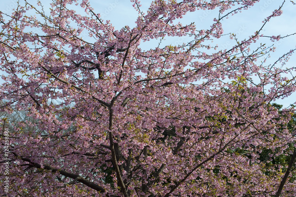 Fototapeta premium yoyogi park blossom