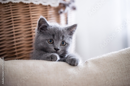 British Shorthair, kitten, shot indoors © chendongshan