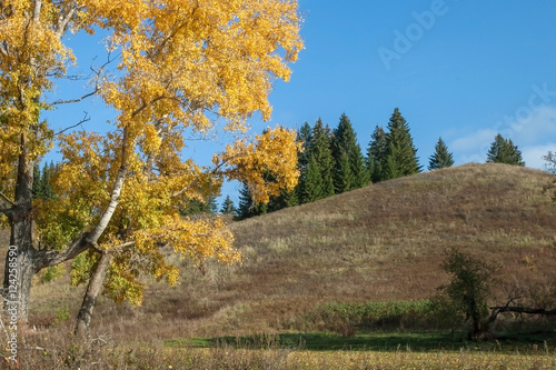 Fototapeta Naklejka Na Ścianę i Meble -  Beautiful autumn forest