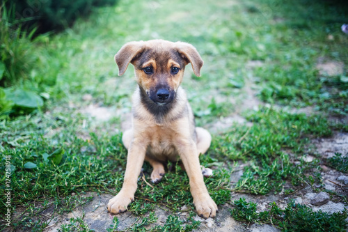 A small dog. Puppy sitting in the green grass. Shallow depth of field. Selective focus.