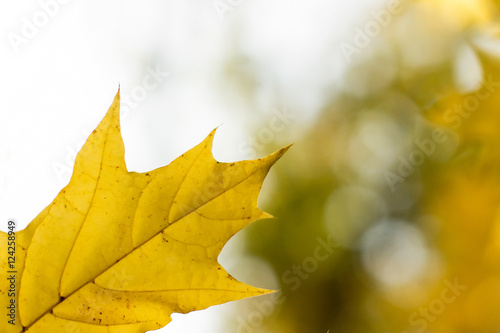 Yellow maple leaves on the background of the autumn sky. Autumn background  Close-up. Bokeh  background