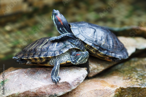 Trachemys scripta elegans. Decorative red-eared turtles are sitting on the rocks in an artificial reservoir. Shallow depth of field. Selective focus. photo