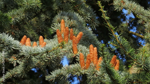 Sunny male pine cones