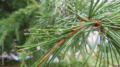 Tiny rain drops