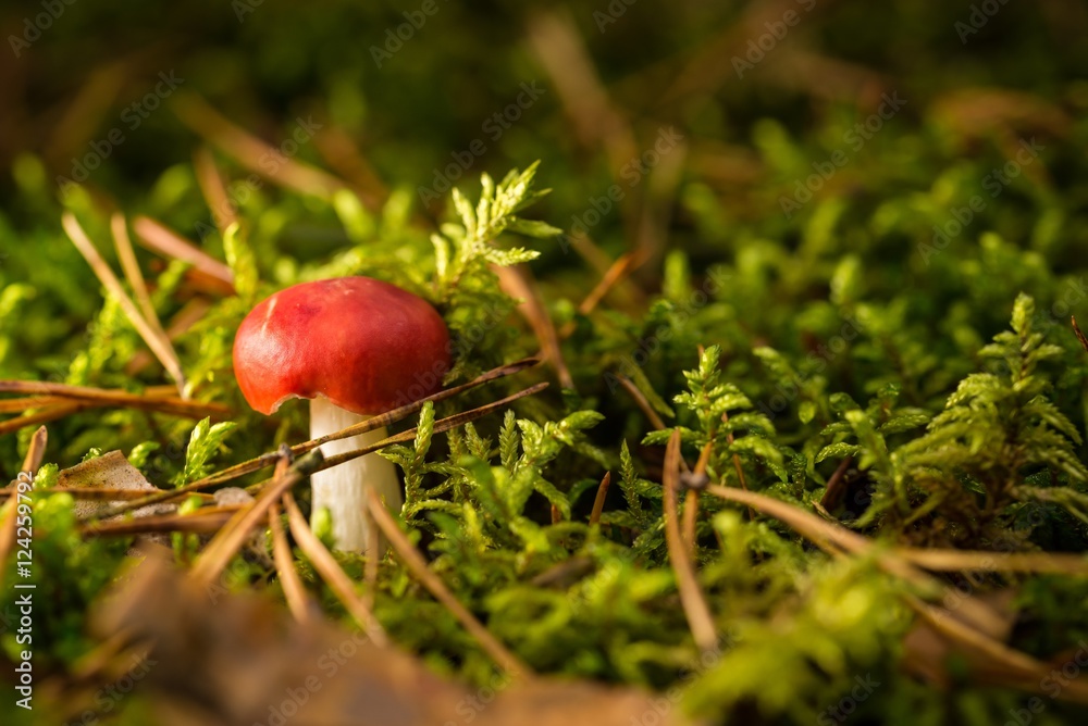Single small red mushoom in green moss Single small red mushoom in green moss