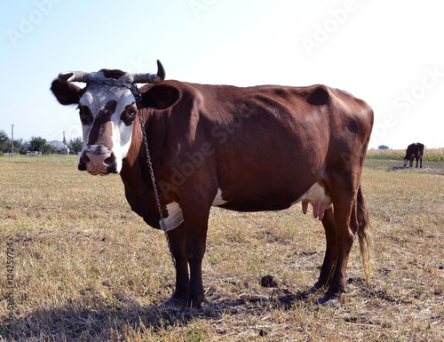 cow. animal cow. farm