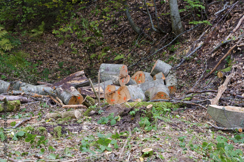 Obraz premium Logging in the wood