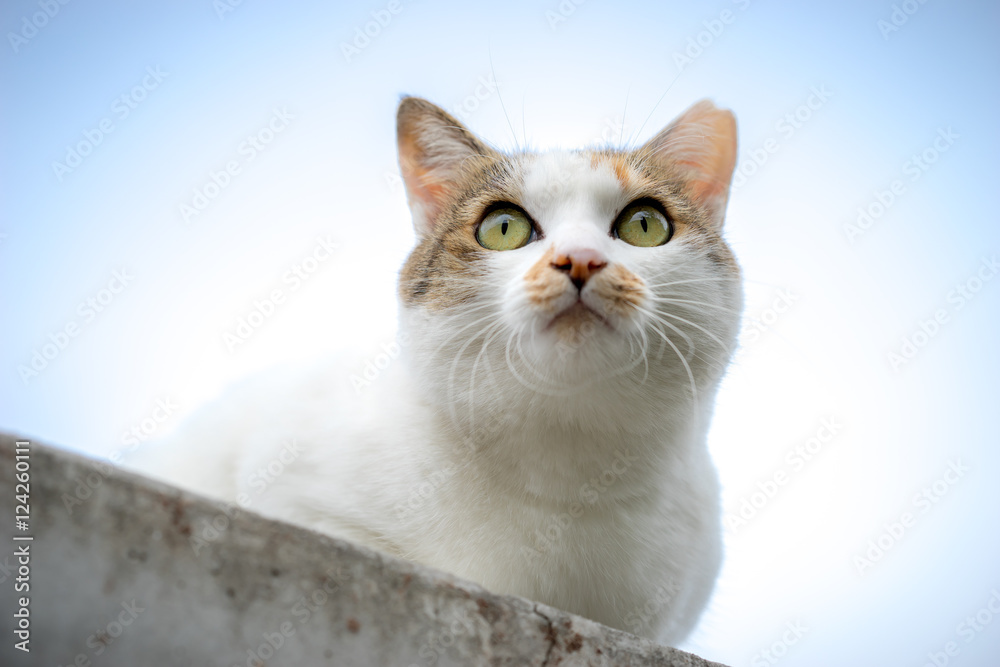 Fototapeta premium 寒さの中のミケっち