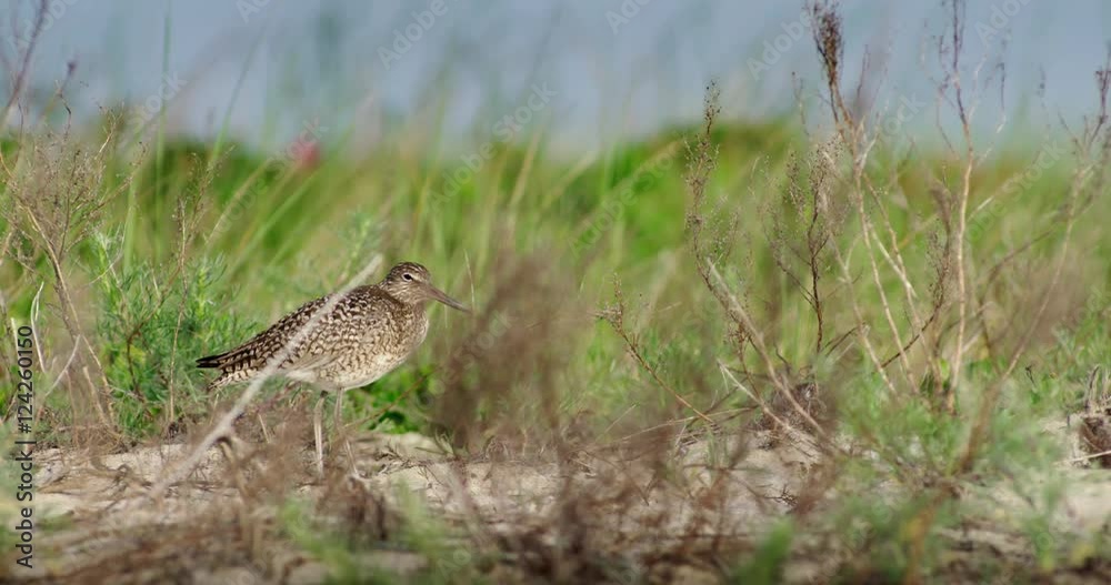 Close up of sandpiper standing in field Close up of sandpiper standing in field