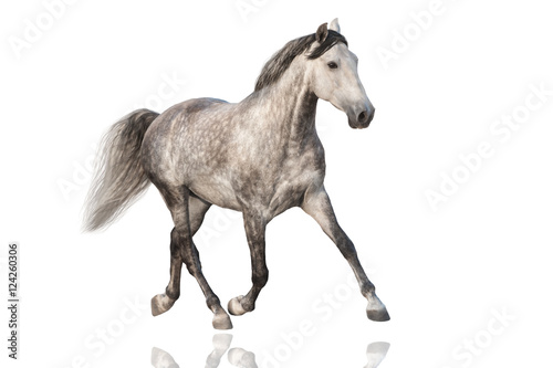 White horse run isolated on white background © kwadrat70