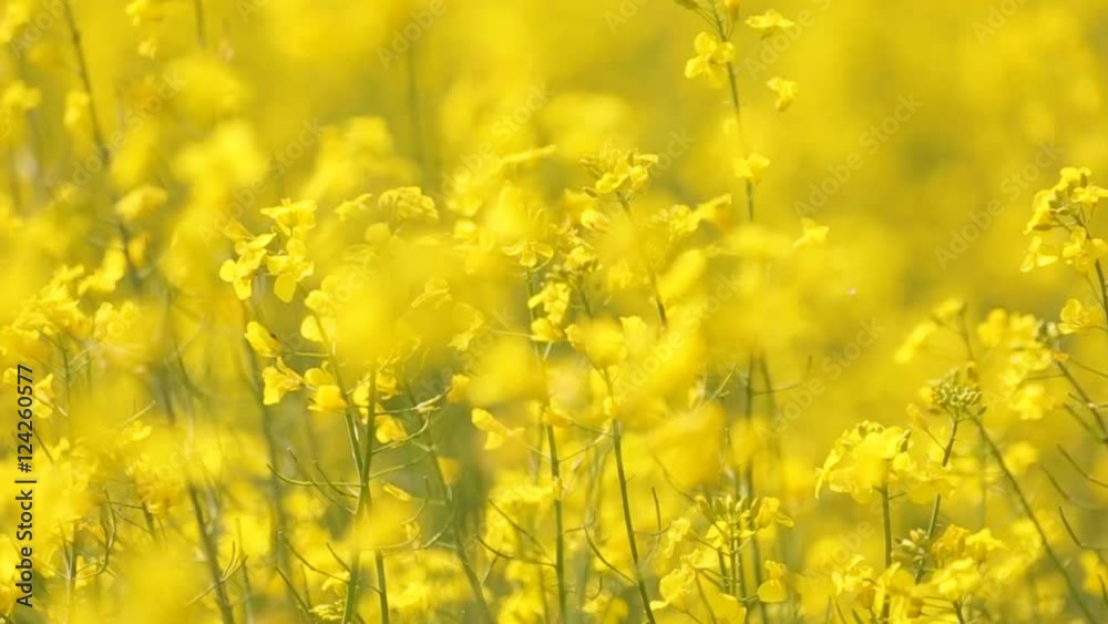 Field of yellow flowers. nature.