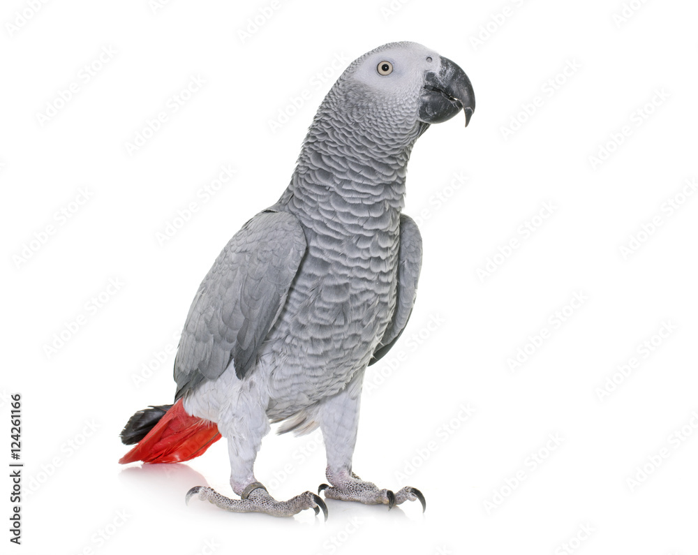 Naklejka premium African grey parrot