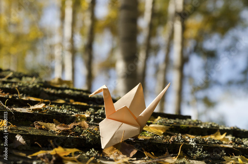 Cream colored crane in a birch wood © payamona