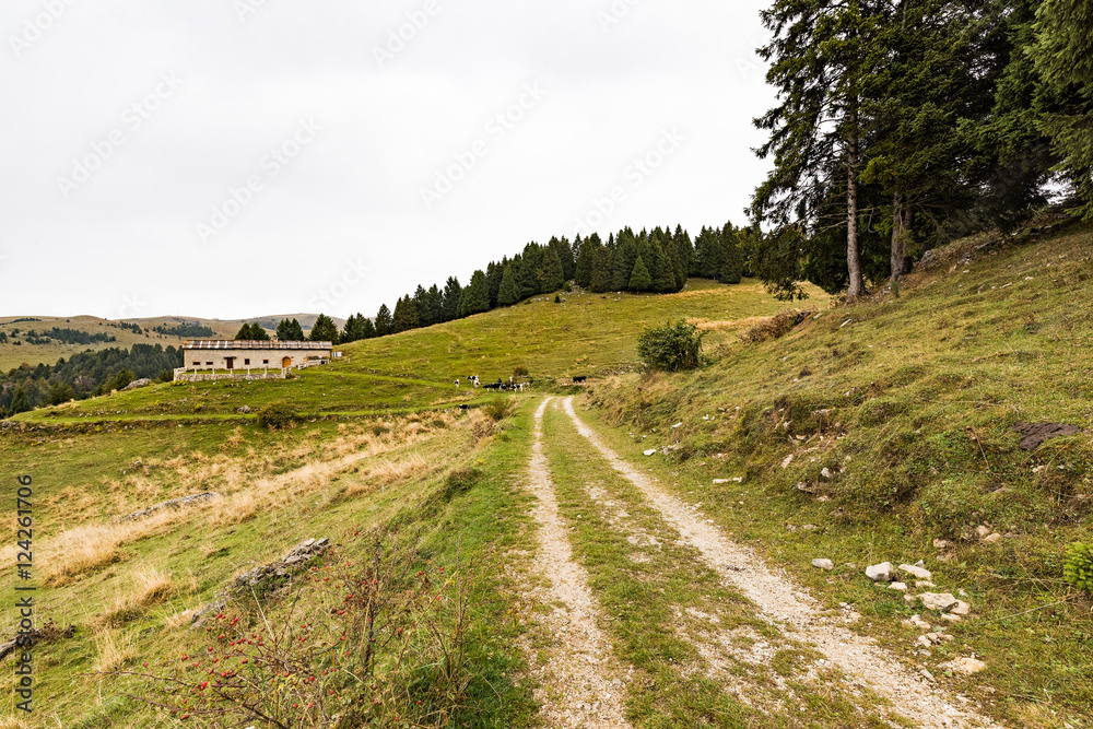 Autumn in the forest in the mountains with orange leaves in Italy 