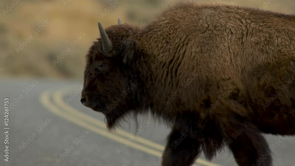 Close up of American bison crossing road in Grand Teton National Park Close up of American bison crossing road in Grand Teton National Park