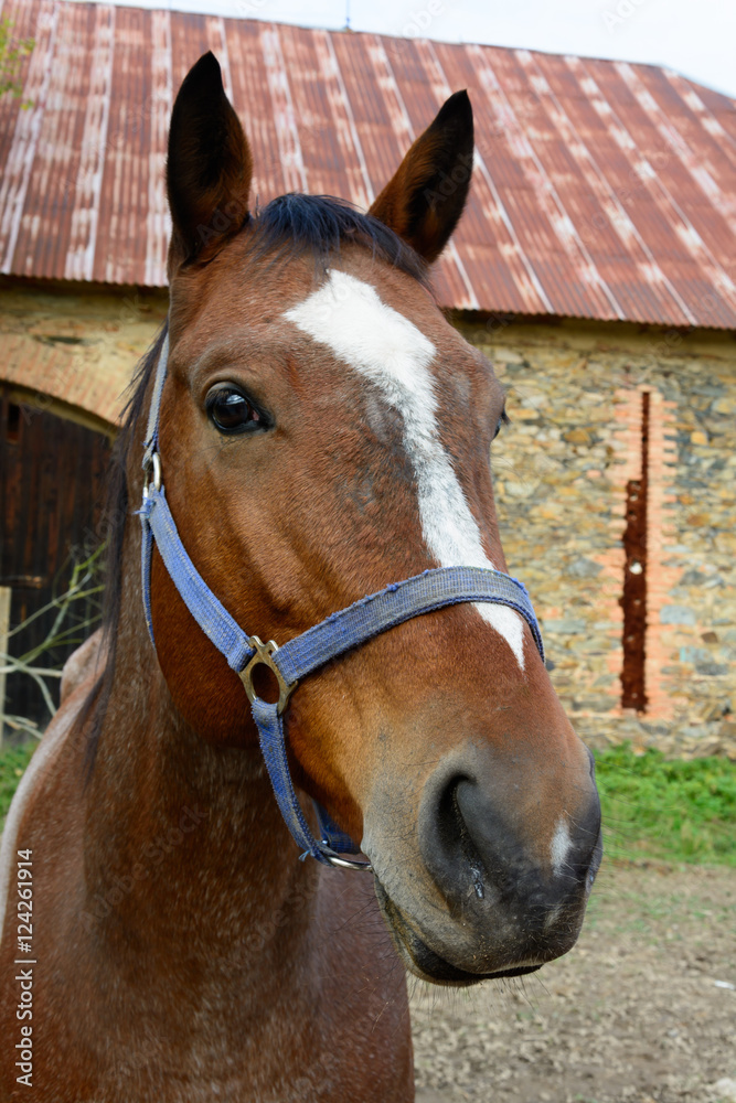 Fototapeta premium The head of a horse on a farm