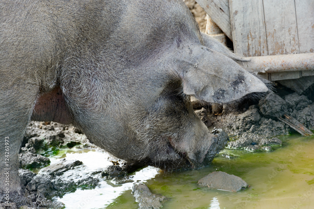 Great fattened pig the mud on the farm Great fattened pig the mud on the farm