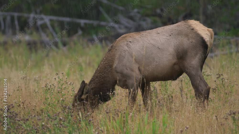 Female elk grazing in grass during rain Female elk grazing in grass during rain