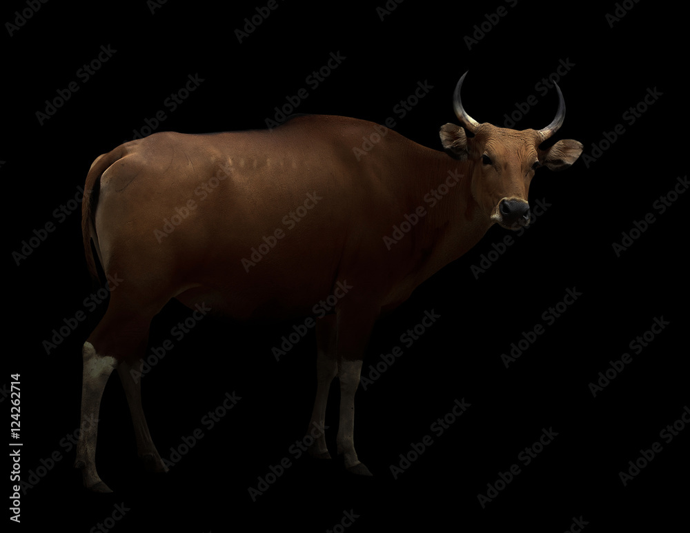 Fototapeta premium banteng in the dark