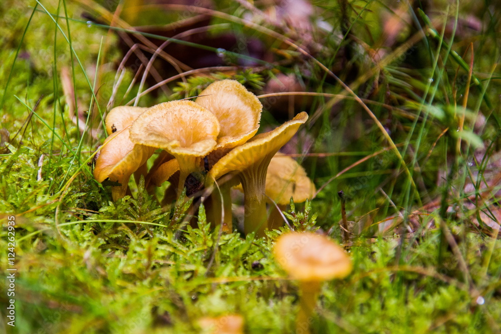 Mushrooms Mushrooms