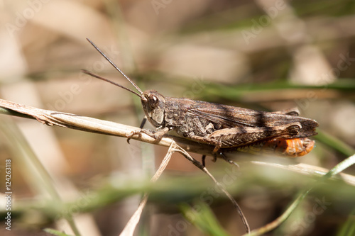 Grasshopper on a stem close up. © Fotikphoto