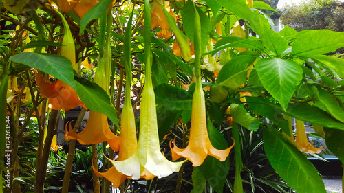Many yellow brugmansia named angels trumpet or Datura flower blossom in summer time