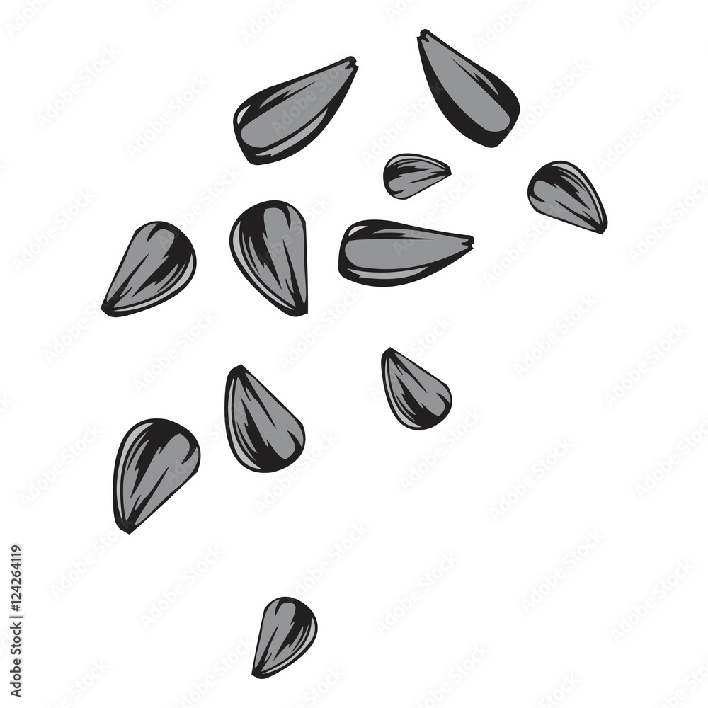 vector sunflower seeds on a white background vector sunflower seeds on a white background