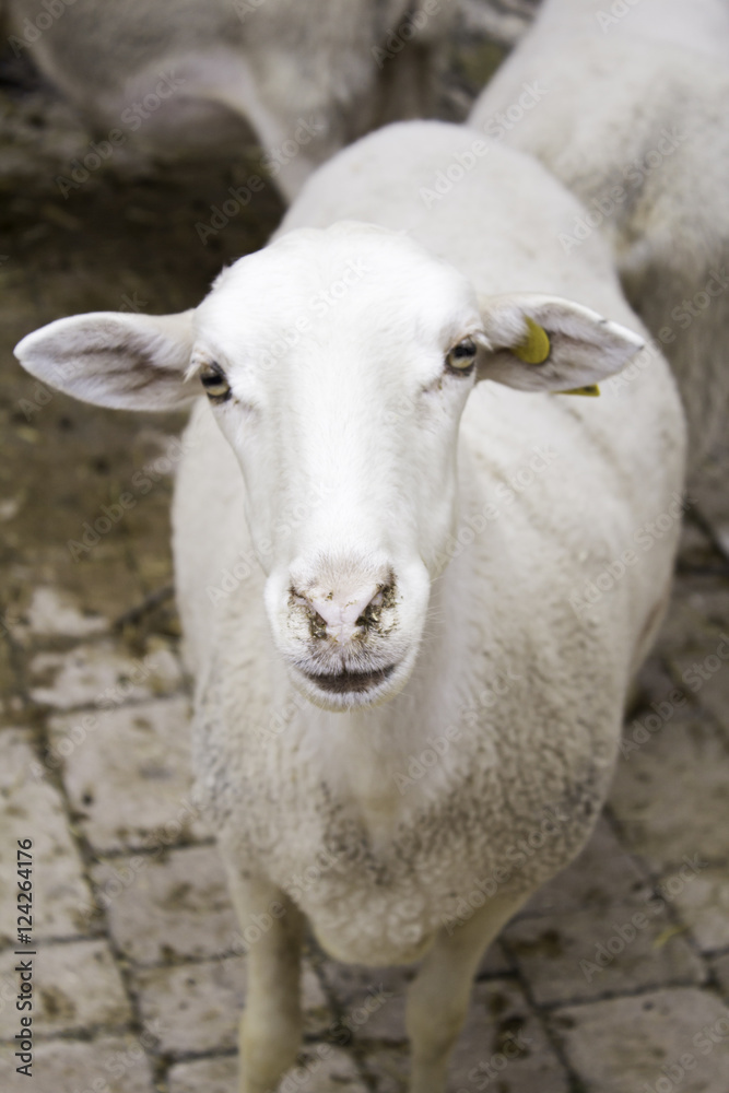 Sheep looking rural Sheep looking rural