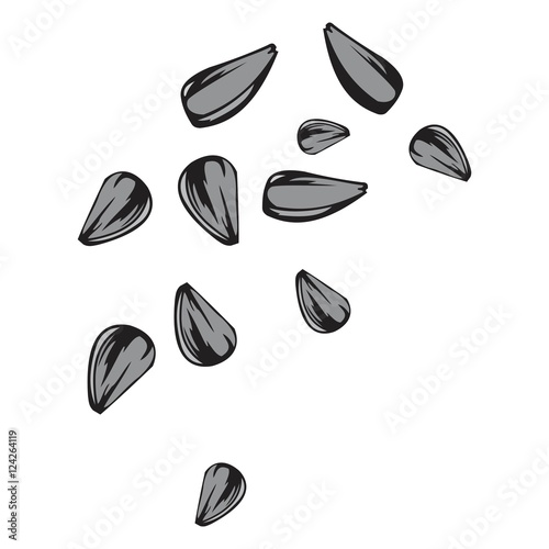 vector sunflower seeds on a white background