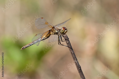 Close-up of a dragonfly © Fotikphoto