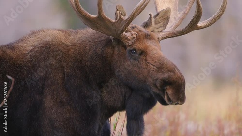 Close up of bull moose standing in Grand Teton National Park