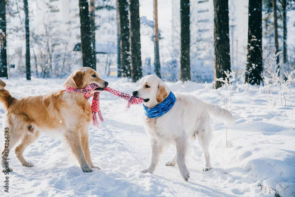 portrait of a dog outdoors in winter. two young golden retriever ...