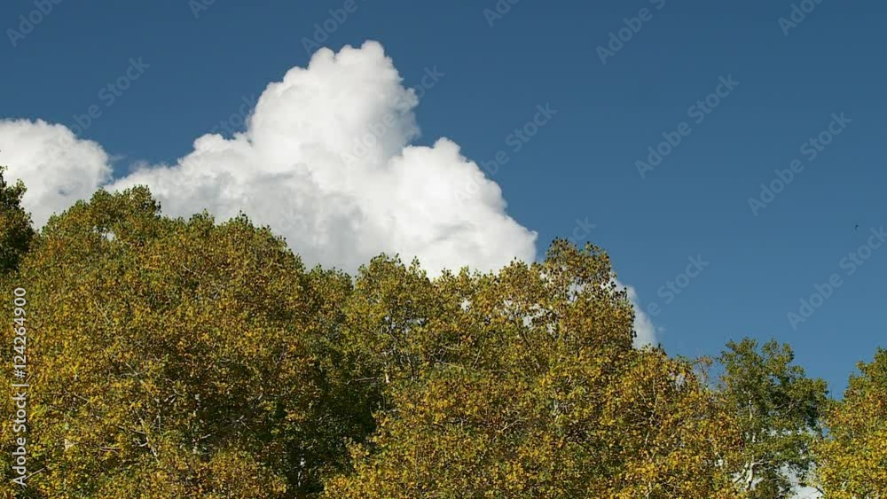 Low angle of autumn trees against cloudy sky Low angle of autumn trees against cloudy sky