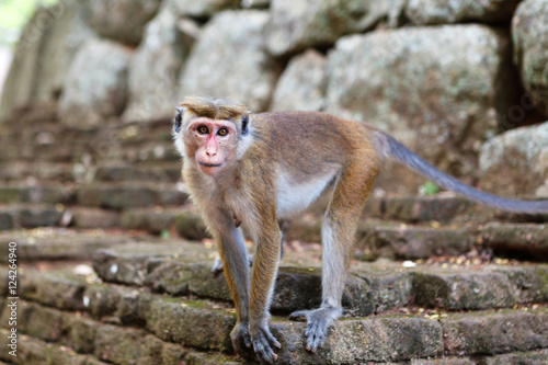 Bonnet Macaque monkey standing on stone, Sri Lanka